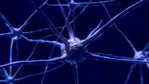 Nuovi neuroni nel cervello fino a 90 anni