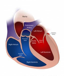 Valvole-cardiache