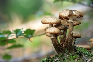 I falsi miti sui funghi