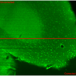 Confronto dell’immagine di una sezione di cervello di topo acquisita con microscopio light sheet senza correzione (parte alta) e con la correzione dell’ottica adattiva (parte bassa). Crediti: T. Furieri, G. Calisei, A. Bassi, E. Daini, A. Vilella